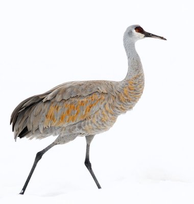 sandhill5.jpg