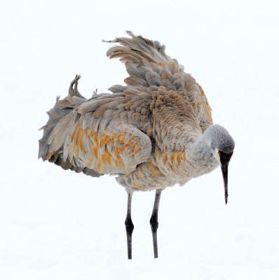 sandhill6.jpg