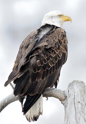 eagle4.jpg