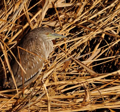 heron.jpg