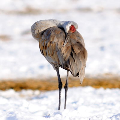 Sandhill3.jpg