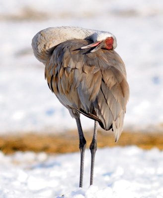 Sandhill4.jpg