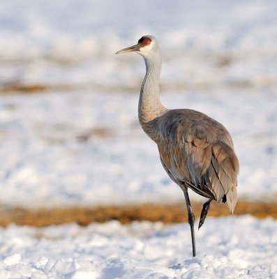 Sandhill5.jpg