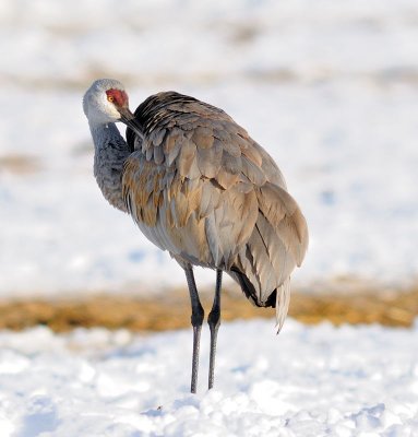 Sandhill7.jpg