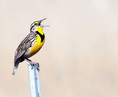 meadowlark1.jpg