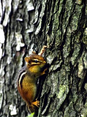 Chipmunk