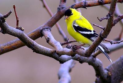 American Goldfinch