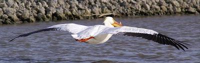White Pelican coming in for a landing