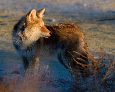 Coyote at Antelope Island