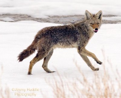 coyoterunning.jpg