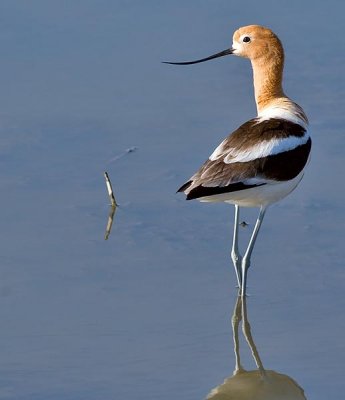 shore_birds