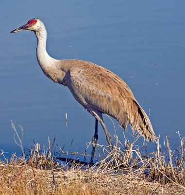 sandhill.jpg