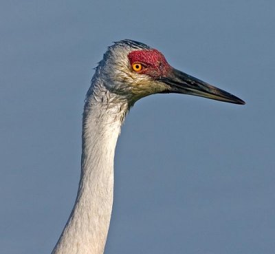 sandhill3.jpg