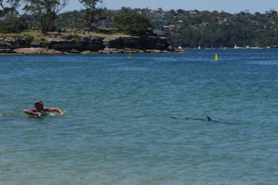 Shark at the beach