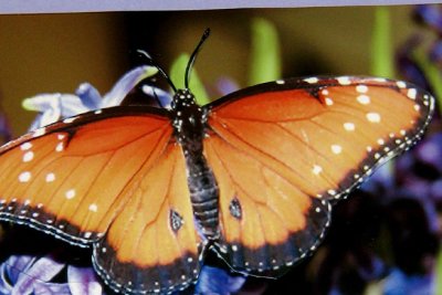 Male Queen butterfly picture on greeting card