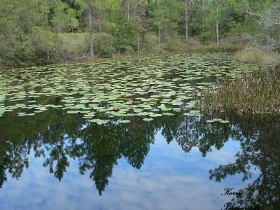 Reflections in the Lily Pads