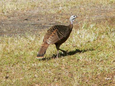 Wild Turkey Hen