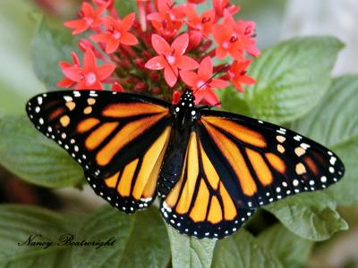 Female Monarch New hatchling