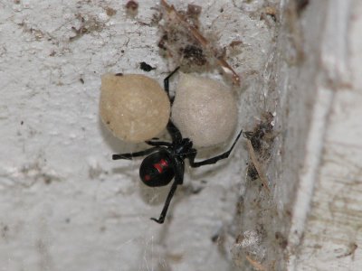 Black Widow with egg sacks