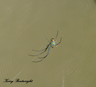 Orchard Spider