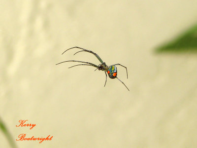 Orchard Spider