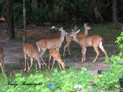 Stripe and his Family