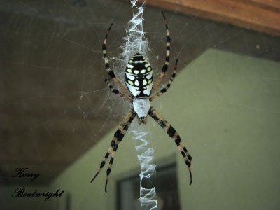 Golden Orb Spider