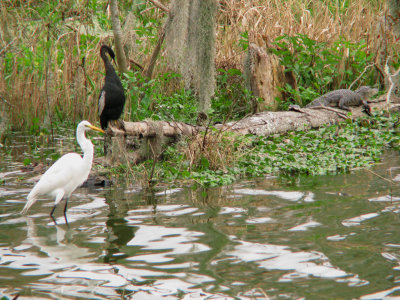 Anhinga, Great Egret and Gator