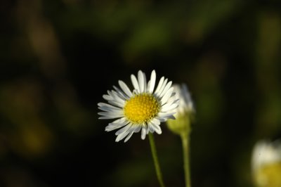 FrsPsv7386 copy.jpg
