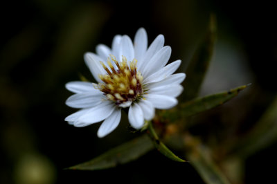 FrsPsv7403 copy.jpg