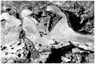 g3/80/510980/3/56442054.22306Abstractweb.jpg