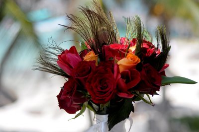 Red, orange and fushia roses with peacock feathers.