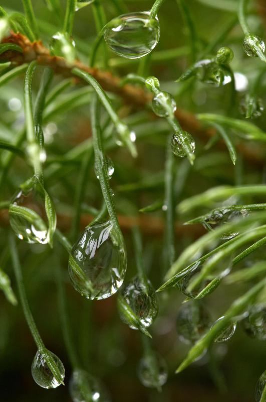 Aqueous Ornaments
