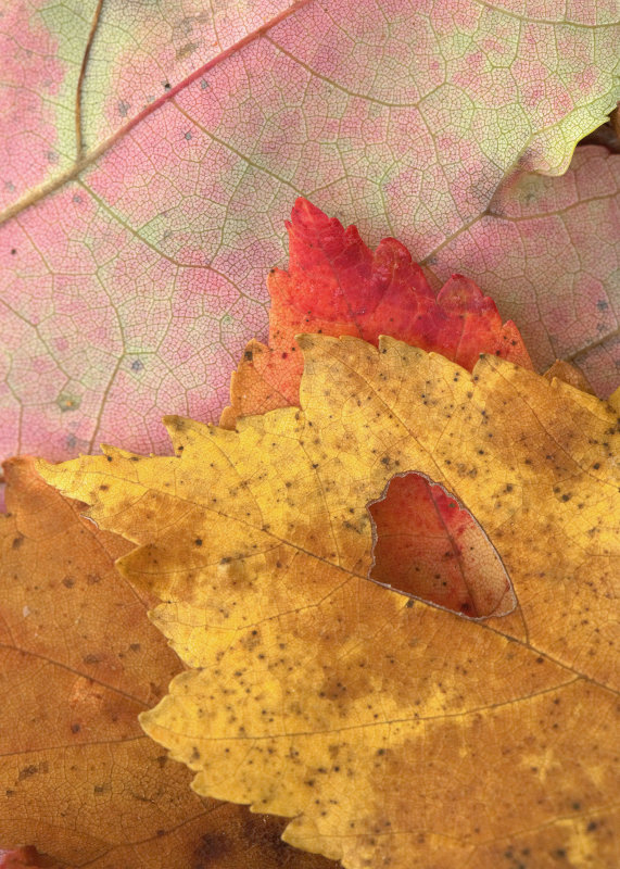Early Color