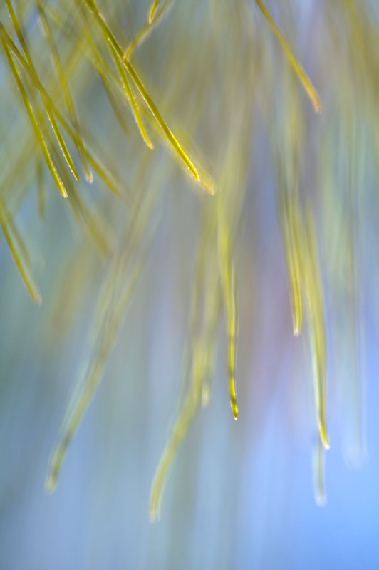 Needles 11