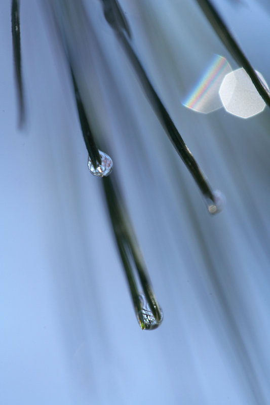 Needle Drops 11