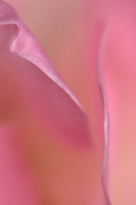 Rose Petal Pink