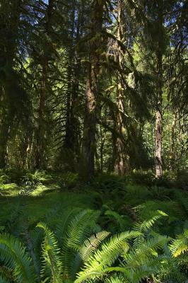 Hoh Rainforest 2