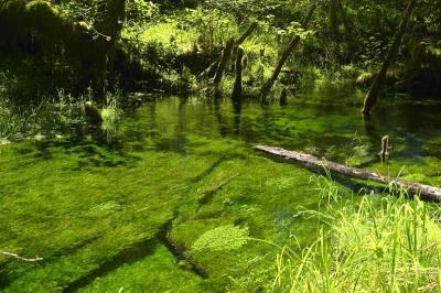 Hoh Rainforest 3