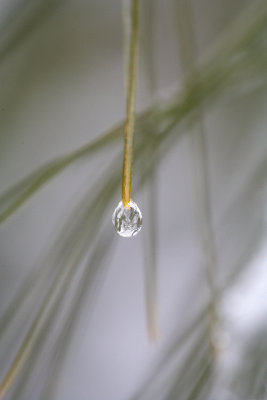 Pine Needle Abstracts