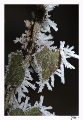 Givre