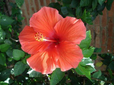 flower of Nicaragua