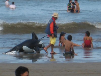 The man with the killer whale