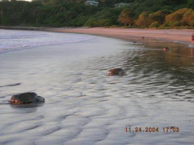 several turtles going to lay in the sames place they were hatched