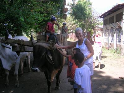 A Oxen wagon stopped for the kids to pet