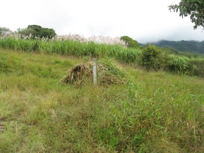sugar cane