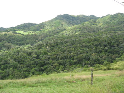 coffee growing under the trees, shade grown coffee
