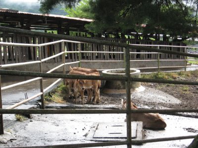 The cattle pen where the manure is turned into Methan gas and used for power