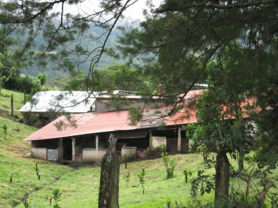 the slauder house, every part of the cow is used