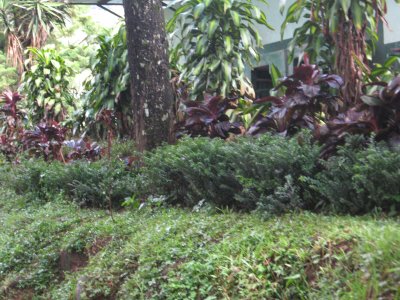 lots of flowers and plants